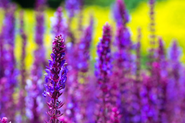 Fototapeta premium salvia grow in the field