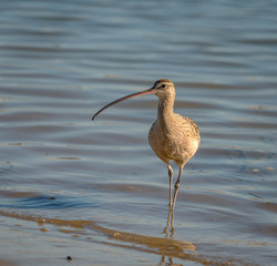 Long Billed Curlew searches the shoreline for food