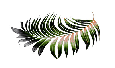 Green leaves of palm tree on white background