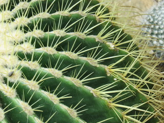 Close up of cacti needles