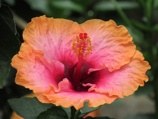 Close up of pink/orange flower