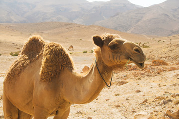 camel in desert summer day