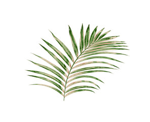 Green leaves of palm tree isolated on white background