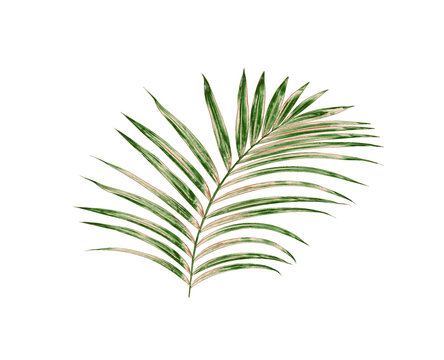 Green leaves of palm tree isolated on white background