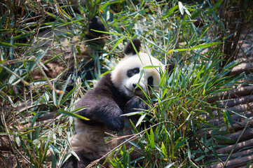 Fototapeta premium Giant panda lying down in bamboo