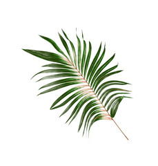 Obraz premium Green leaf of palm tree background