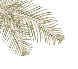 Papier Peint photo Lavable Palmier Green leaves of palm tree isolated on white background
