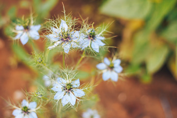 love-in-a-mist the flower blossom