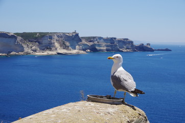 Seagull and the white cliffs of Bonifacio, Corsica.