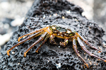 crab on a rock