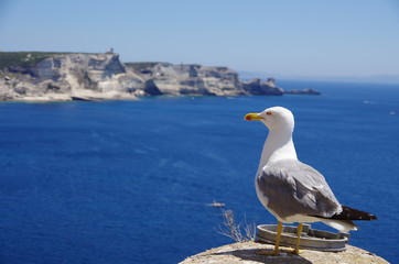 Seagull and the white cliffs of Bonifacio, Corsica.