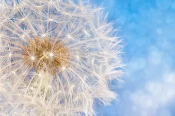 Foto op Plexiglas Dandelion flower with seeds ball © AGCuesta