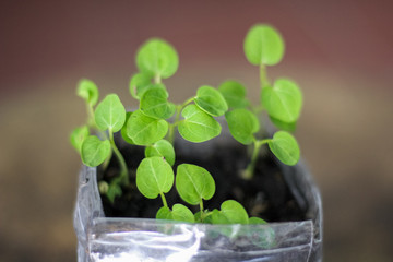 Green sprouts growing out from soil in the morning light