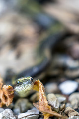 Curious Snake