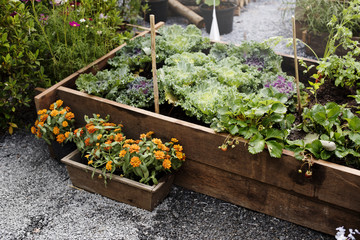 Fototapeta na wymiar Green garden farming vegetable plants