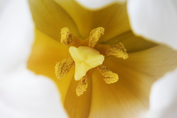 Closeup of White Flower Pollen Pistllate