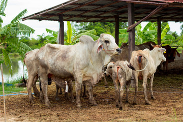 herd cows in the field stall , watch ahead of cows , the white color of herd of cows in the farm