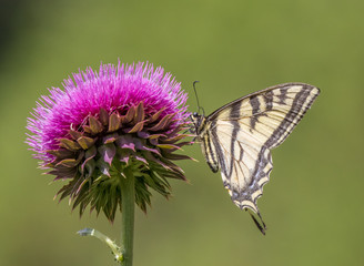 Western tiger swallowtail butterfly on thistle in Rocky Mountain National Park in Colorado