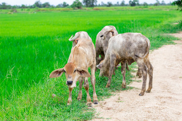 Fototapeta premium herd cows in the field stall , watch ahead of cows , the white color of herd of cows in the farm