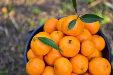Mandarins pickup in the orchard
