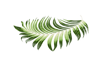 leaves of palm tree on white background