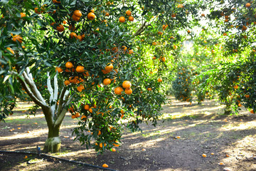 Mandarins pickup in the orchard