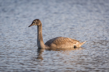 Obraz premium young swan