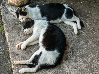 twin black and white cats