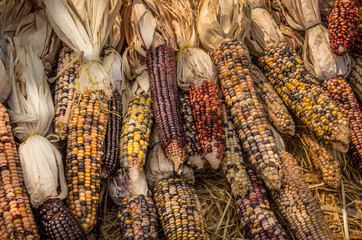 Indian Corn