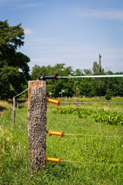 Electric fence for pasture