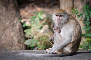 monkey