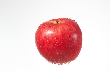 林檎　サンつがる　シズル感