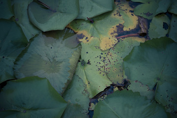 The beauty of the lotus in the pond