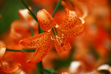 Orange among the orange./A considerable quantity of small orange Asian lilies create both object...