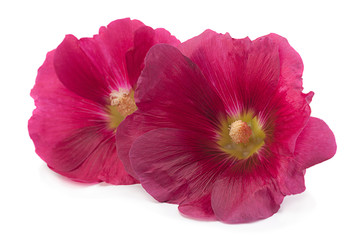 Purple hollyhock flower closeup