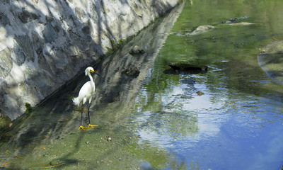 Island. Saint Martin. Philipsburg