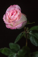 Pink rose closeup on black background.