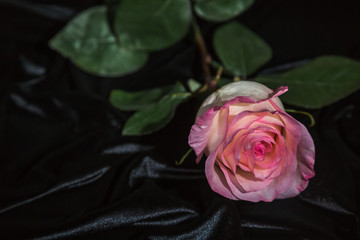 Pink rose on a rumpled black velvet