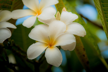 Fototapeta na wymiar Beautiful frangipani flowers on the tree