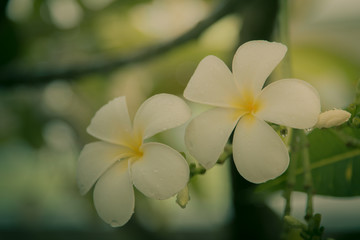 Beautiful frangipani flowers on the tree