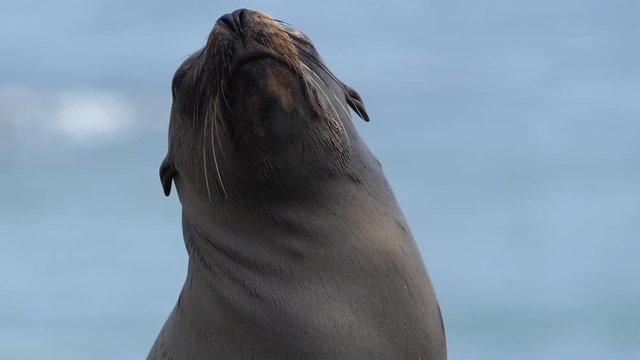 Close up of California Sea Lion enjoying the sun at Leo Carrillo State Beach in Malibu.  