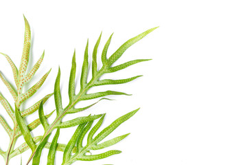 Phymatosorus grossus, Green leaves fern isolated