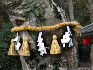 Shimenawa around tree, Japan