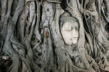 Head of sand stone buddha in the tree roots, wat mahathat ayutthaya in thailand.