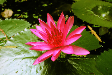 Close up of pink lotus and leaf lotus background.