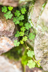 The grass small green on bolck stone.
