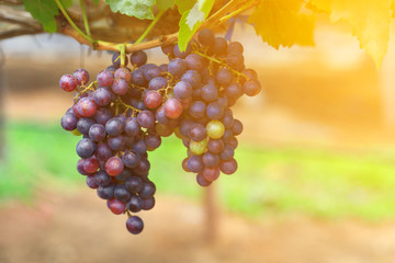 Ripe of red grapes fruits on the ranch at sunrise.
