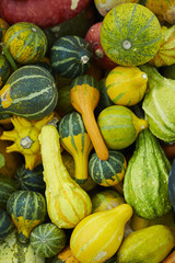 pumpkins and gourds