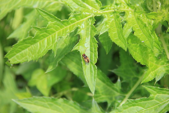 葉上のシマハナアブ(宮城県)