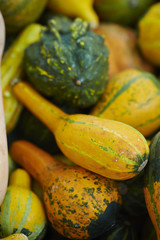 pumpkins and gourds
